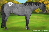 Horse Color:Blue Roan Appaloosa 