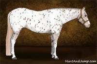 Horse Color:Chestnut Appaloosa