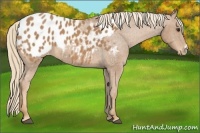 Horse Color:Chestnut Appaloosa