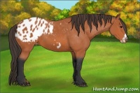 Horse Color:Bay Frame Appaloosa 
