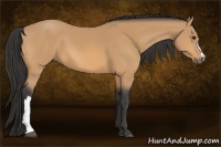 Horse Color:Buckskin 