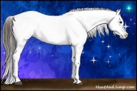 Horse Color:Bay Sabino Appaloosa 