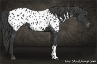 Horse Color:Black Appaloosa
