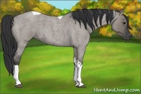 Horse Color:Grullo Roan Tobiano Rabicano 