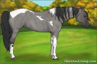 Horse Color:Grullo Roan Tobiano
