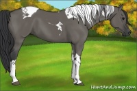 Horse Color:Grullo Tobiano