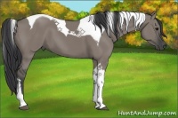 Horse Color:Grullo Tobiano