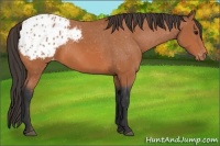 Horse Color:Bay Appaloosa 
