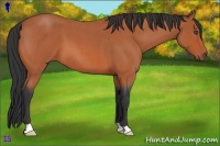 Horse Color:Bay Roan 