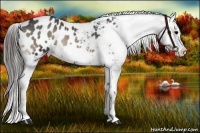 Horse Color:Blue Onyx Frame Appaloosa 