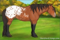 Horse Color:Bay Appaloosa