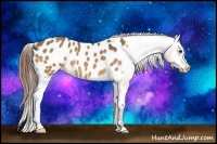 Horse Color:Bay Dun Appaloosa 