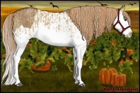 Horse Color:Red Dun Splash  and Red Dun Splash 