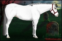 Horse Color:White Spotted Buckskin 