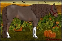 Horse Color:Liver Red Roan Tobiano 