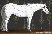 Horse Color:Black Near Leopard 