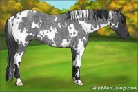 Horse Color:White Spotted Blue Roan 