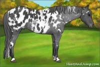Horse Color:White Spotted Blue Roan Near Leopard 