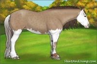 Horse Color:Classic Champagne Splash