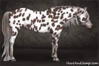 Horse Color:Liver Chestnut Appaloosa 