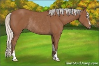 Horse Color:Silver Bay Sabino Rabicano