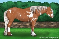 Horse Color:White Spotted Silver Bay Sabino Splash Rabicano 