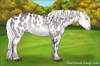 Horse Color:White Spotted Chocolate Silver Brown Chinchilla Appaloosa