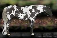 Horse Color:White Spotted Liver Chestnut 