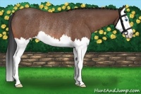 Horse Color:Bay Roan Splash Rabicano 