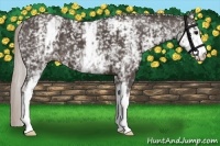 Horse Color:White Spotted Silver Black 