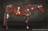 Horse Color:White Spotted Chocolate Brown