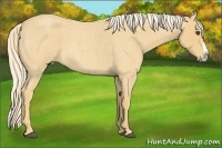 Horse Color:Palomino Roan Splash