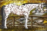 Horse Color:Bay Appaloosa 