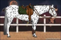 Horse Color:Black Near Leopard 