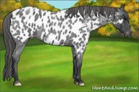 Horse Color:Blue Roan Appaloosa