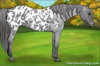 Horse Color:Blue Roan Appaloosa 