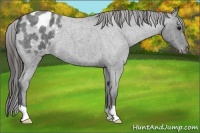 Horse Color:Blue Roan Varnish 