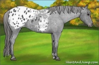 Horse Color:Blue Roan Appaloosa 