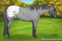 Horse Color:Blue Roan Appaloosa