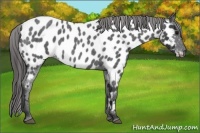 Horse Color:Blue Roan Near Leopard 