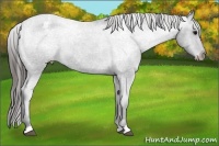 Horse Color:Blue Roan Varnish 