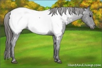 Horse Color:Blue Roan Snowcap 