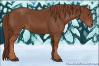 Horse Color:Chestnut Rabicano