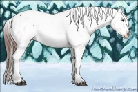 Horse Color:Brown Appaloosa