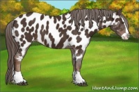 Horse Color:Liver Chestnut Splash Appaloosa Rabicano 