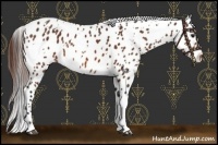 Horse Color:White Spotted Bay Appaloosa 