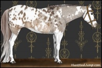 Horse Color:White Spotted Brown Dun Splash Appaloosa 