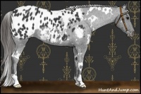 Horse Color:White Spotted Black Blanket 