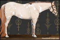 Horse Color:White Spotted Buckskin Roan Pearl 