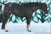 Horse Color:White Spotted Black 